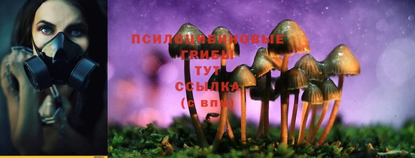 прущие грибы Баксан